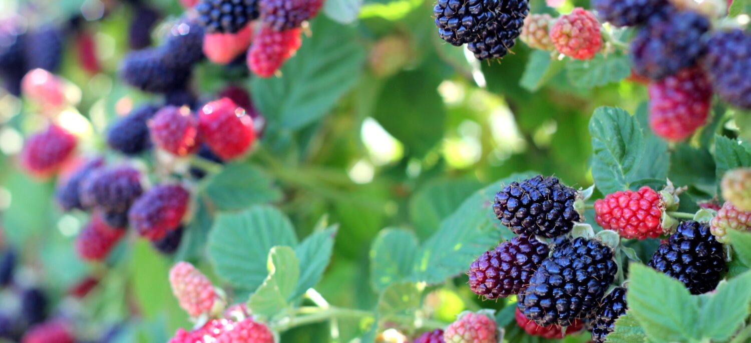 Edenberry Farm